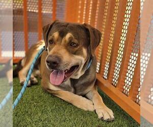 Labrador Retriever-Unknown Mix Dogs for adoption in Las Vegas, NV, USA