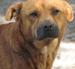 Chow Chow-Labrador Retriever Mix Dogs for adoption in Gainesville, FL, USA