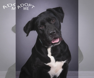 Mastador Dogs for adoption in Denver, CO, USA