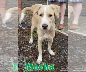 Labrador Retriever-Unknown Mix Dogs for adoption in Redfield, AR, USA