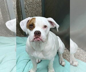Boxer-Unknown Mix Dogs for adoption in Martinsburg, WV, USA
