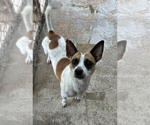 Rat Terrier Dogs for adoption in Oak Bluffs, MA, USA