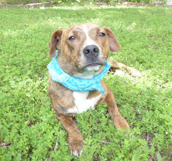 Carolina Dog-Pembroke Welsh Corgi Mix Dogs for adoption in Mocksville, NC, USA