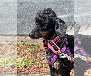 Poodle (Miniature) Dogs for adoption in Pacolet, SC, USA