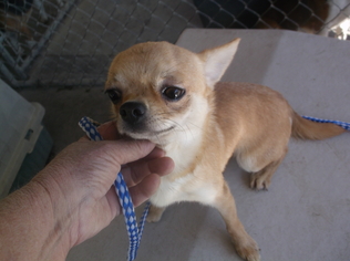 Medium Photo #1 Chihuahua Puppy For Sale in Bonifay, MO, USA