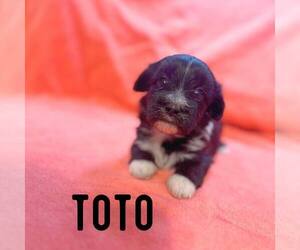 Shih Tzu-Unknown Mix Dogs for adoption in Newfield, NJ, USA
