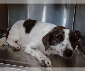 Mutt Dogs for adoption in Downey, CA, USA