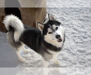 - Mix Dogs for adoption in Bemidji, MN, USA
