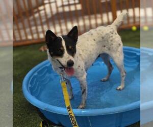 Australian Shepherd-Unknown Mix Dogs for adoption in Las Vegas, NV, USA