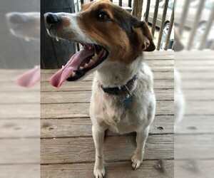 Medium Photo #1 Beagle-Unknown Mix Puppy For Sale in Savannah, MO, USA