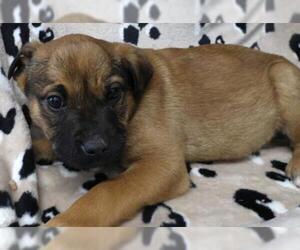 Medium Photo #1 Mutt Puppy For Sale in Thief River Falls, MN, USA