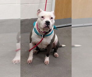 Mutt Dogs for adoption in Forestville, MD, USA