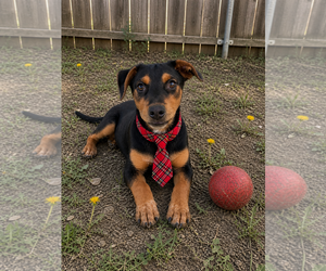 Borador Dogs for adoption in Mt. Laurel, NJ, USA