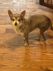 Chihuahua Dogs for adoption in Tenafly, NJ, USA