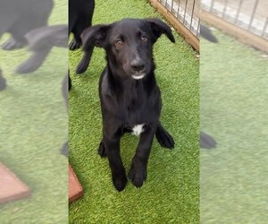 Labrador Retriever-Unknown Mix Dogs for adoption in Essex, VT, USA