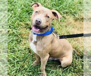 Staffordshire Bull Terrier Dogs for adoption in Cumming, GA, USA