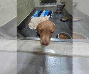 American Pit Bull Terrier-Unknown Mix Dogs for adoption in Upland, CA, USA