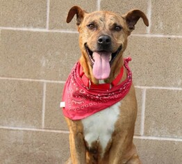 Boxer-Unknown Mix Dogs for adoption in Grass Valley, CA, USA