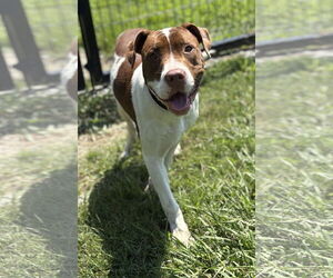 Mutt Dogs for adoption in Virginia Beach, VA, USA