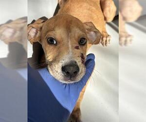 Labrador Retriever-Unknown Mix Dogs for adoption in Houston, TX, USA