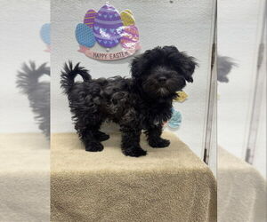 Shih Tzu-Unknown Mix Dogs for adoption in Mukwonago, WI, USA