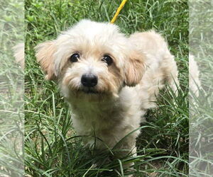 Shih Tzu-Unknown Mix Dogs for adoption in Missouri City, TX, USA