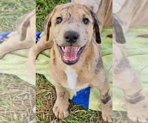 Labrador Retriever-Unknown Mix Dogs for adoption in Rockaway, NJ, USA