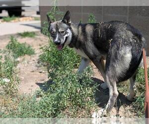 Gerberian Shepsky Dogs for adoption in Denver, CO, USA