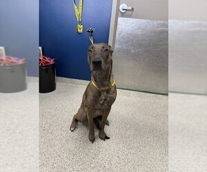 Plott Hound-Unknown Mix Dogs for adoption in Pasadena, TX, USA