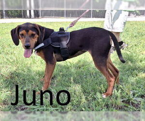Black and Tan Coonhound-Unknown Mix Dogs for adoption in Mountain View, AR, USA