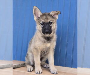 German Shepherd Dog-Unknown Mix Dogs for adoption in Lakewood, CO, USA