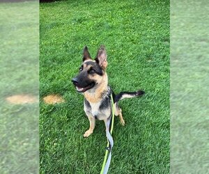 German Shepherd Dog Dogs for adoption in Vaughan, Ontario, Canada