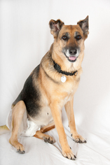 Medium Photo #1 German Shepherd Dog Puppy For Sale in Stephens City, VA, USA