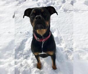Boxweiler Dogs for adoption in Lockport, NY, USA