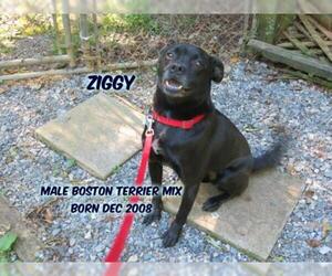 Boxer-Unknown Mix Dogs for adoption in Huddleston, VA, USA
