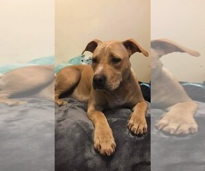 Labrador Retriever-Unknown Mix Dogs for adoption in Calhoun, GA, USA