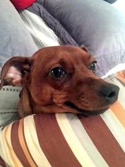Miniature Pinscher Dogs for adoption in Pittsburgh, PA, USA