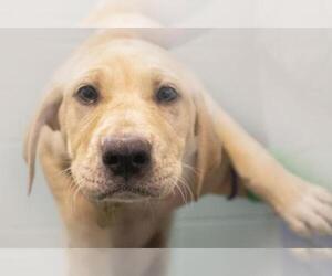 Mastador Dogs for adoption in Mountain Home, AR, USA