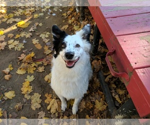 Border Collie Dogs for adoption in Armonk, NY, USA