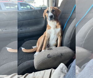 Boxador Dogs for adoption in Slidell, LA, USA