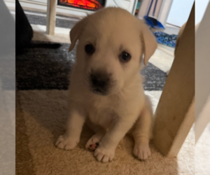 Great Pyrenees-Unknown Mix Dogs for adoption in OKLAHOMA CITY, OK, USA