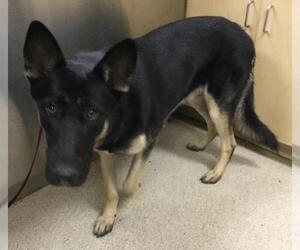 German Shepherd Dog Dogs for adoption in Riverside, CA, USA