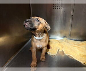 American Staffordshire Terrier Dogs for adoption in Rancho Cucamonga, CA, USA