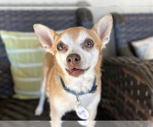 Chihuahua Dogs for adoption in  Ramona, CA, USA