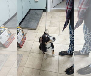 Border Collie-Unknown Mix Dogs for adoption in Frenchburg, KY, USA