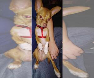 Chihuahua-Unknown Mix Dogs for adoption in White Bluff, TN, USA