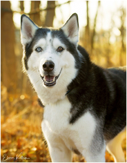 Siberian Husky Dogs for adoption in Cedar Rapids, IA, USA