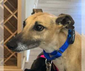 Greyhound Dogs for adoption in Cherry Hill, NJ, USA