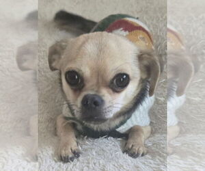 Chihuahua Dogs for adoption in Miami, FL, USA