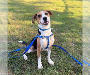 Beagle-Unknown Mix Dogs for adoption in Boston, MA, USA